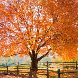 sugar maple tree