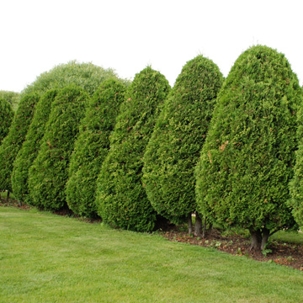 trees