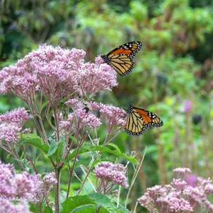 perennial plant