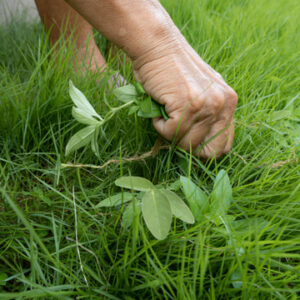 controlling weeds