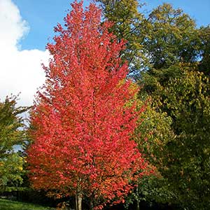 Red Maple ‘Red Sunset’